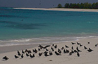 Isla de los Pájaros, Seychelles