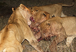 Parque Nacional Kruger, Sudáfrica