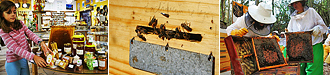 Museo de la Miel y la Abeja, Jerez