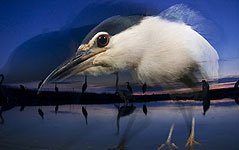 'Ghostheron', ganadora de la categor�a Foto Creativa. / Bence Mate.