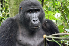 Gorila en la selva de Uganda. / Foto: F.L.S.