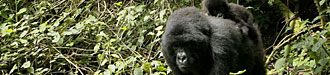 Uganda