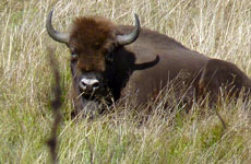 Bisonte en la Montaña Palentina.